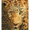 Diamond Painting "Jaguar Prowl - Diamond Dotz" - Vanaf 13 Jaar -Gstar Kleding Winkel diamond dotz diamond painting jaguar prowl diamond dotz vanaf 13 jaar